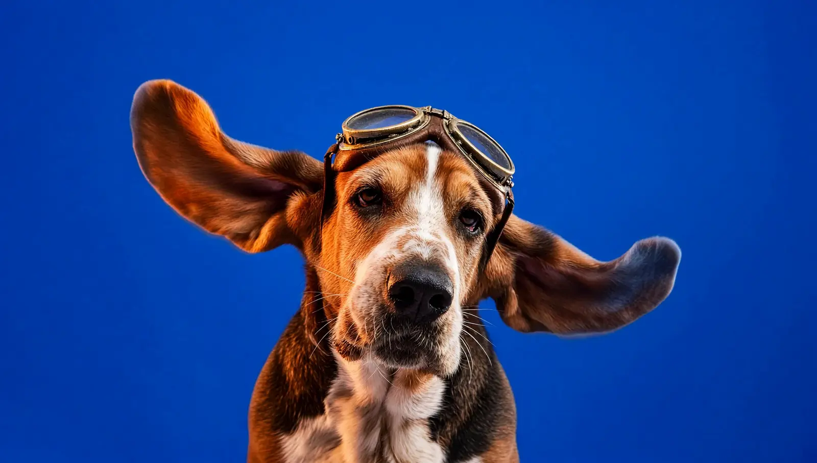 Truffe, un basset en lunettes d'aviateur, flaire vos futurs clients